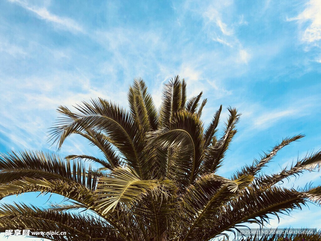 椰树