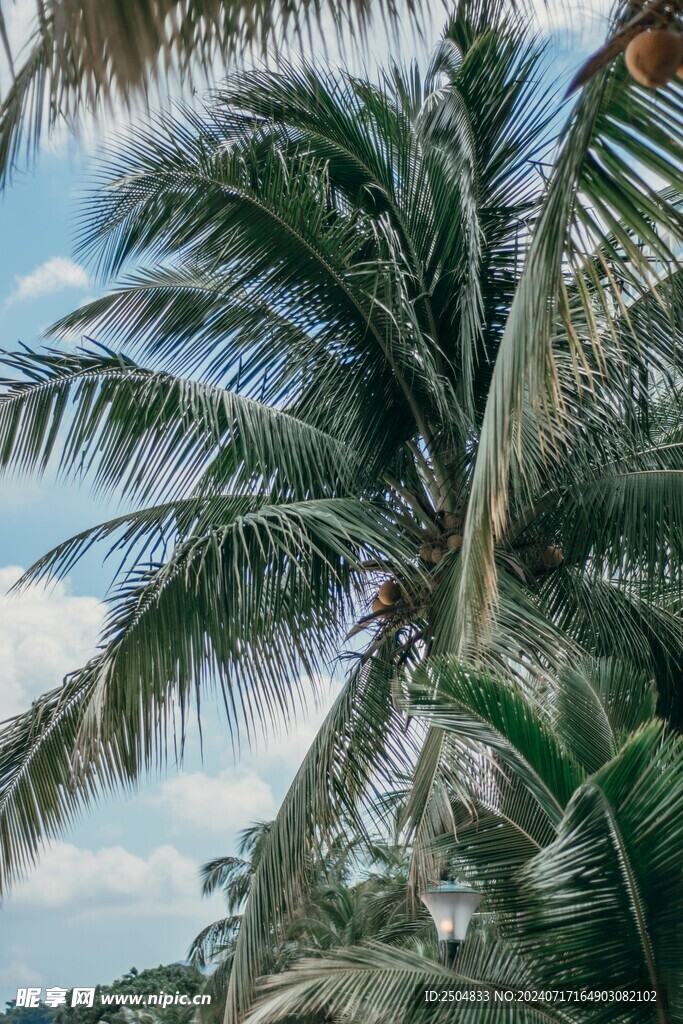 椰树