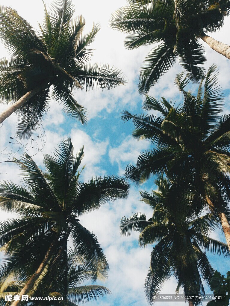 椰树