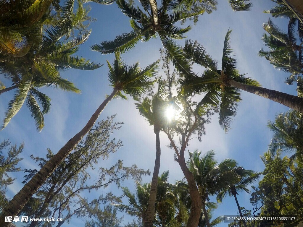 椰树