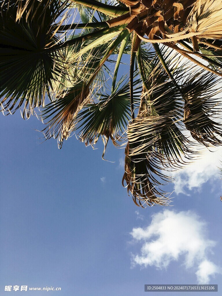 椰树