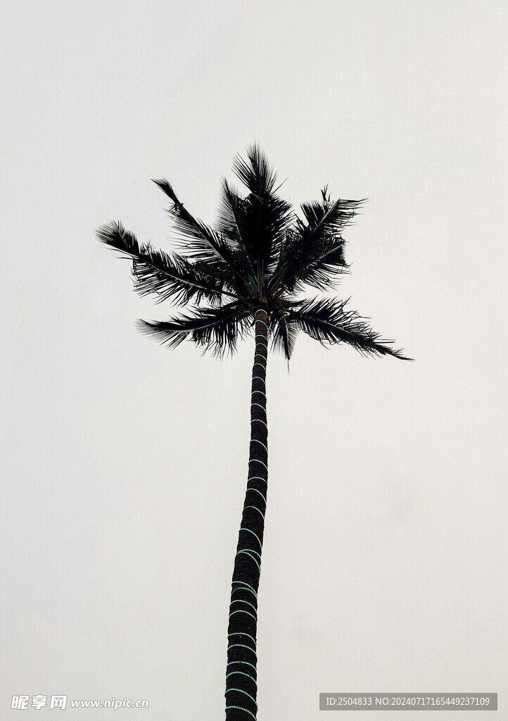 椰树