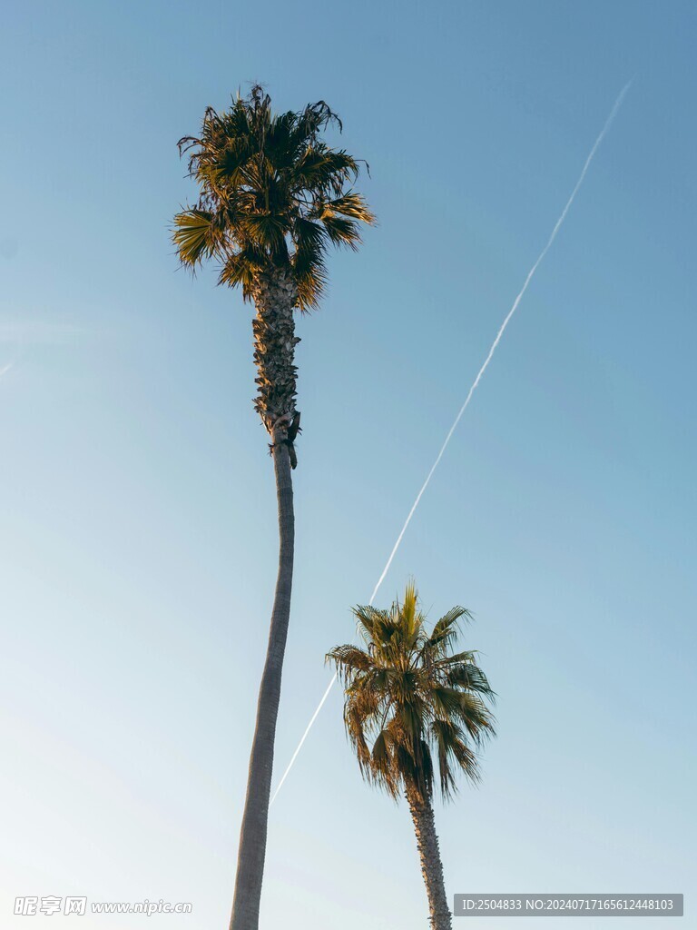 椰树