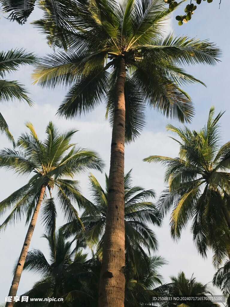椰树摄影图__田园风光_自然景观_摄影图库_昵图网