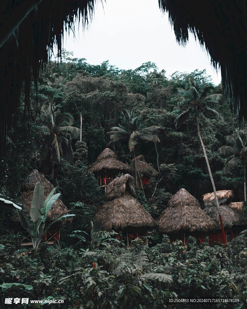 椰树