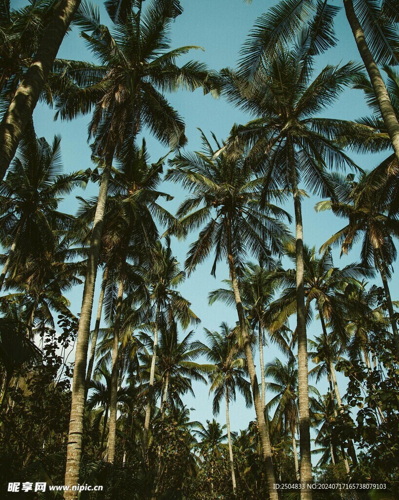 椰树