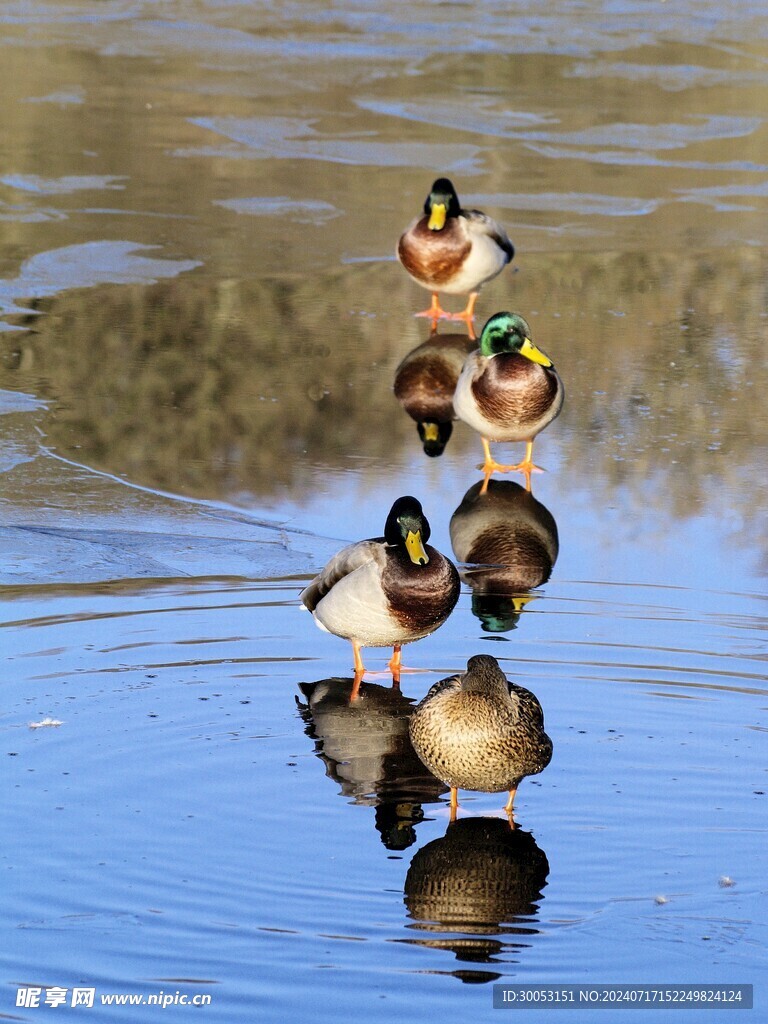 鸭子