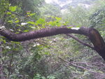 一颗树杈