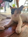 三花小猫咪