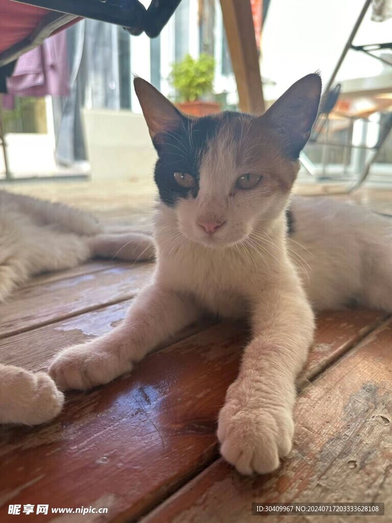 三花小猫咪