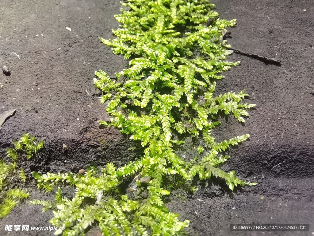 阳光青苔