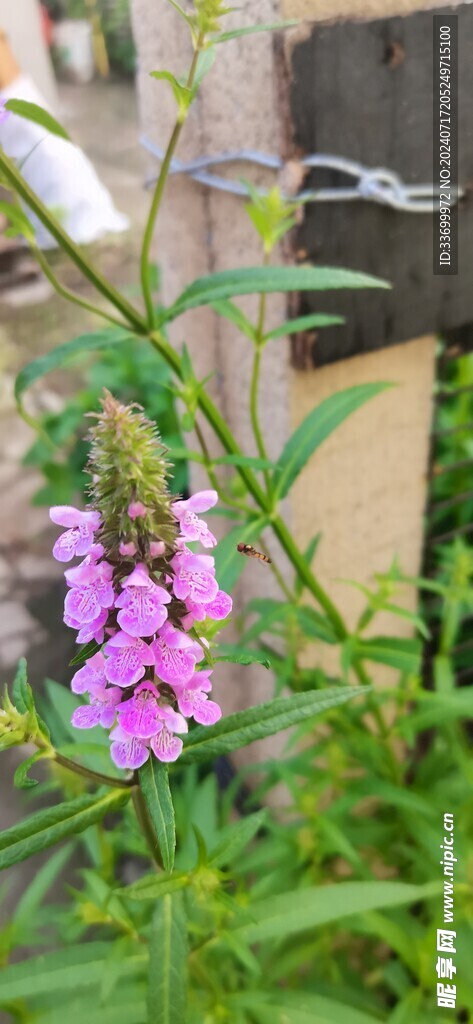 水苏小蜜蜂