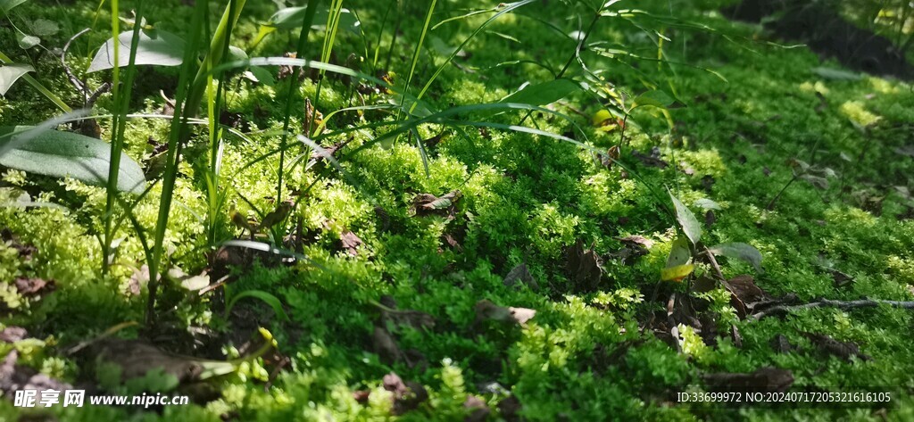 青苔草地
