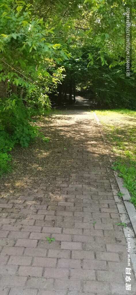 林荫小路