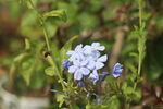 蓝雪花