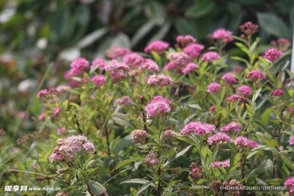 粉花绣线菊