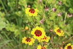 两色金鸡菊