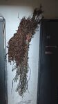 艾草驱蚊