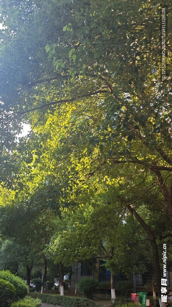 树叶光
