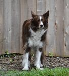 牧羊犬