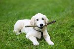 金毛猎犬