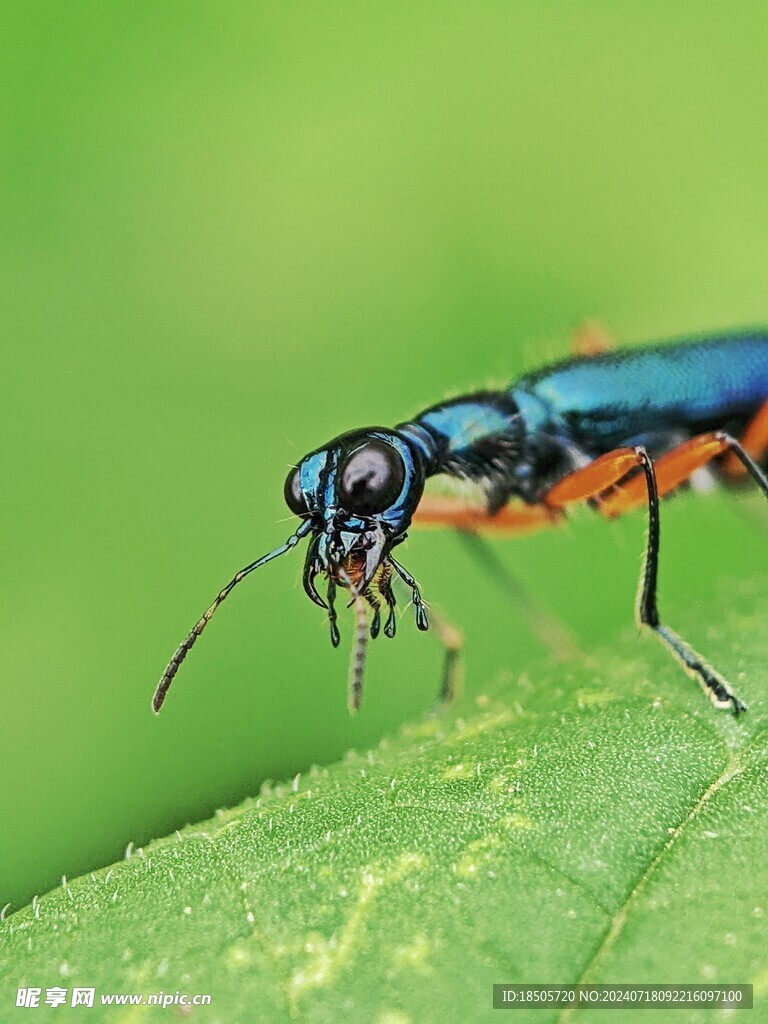 甲虫