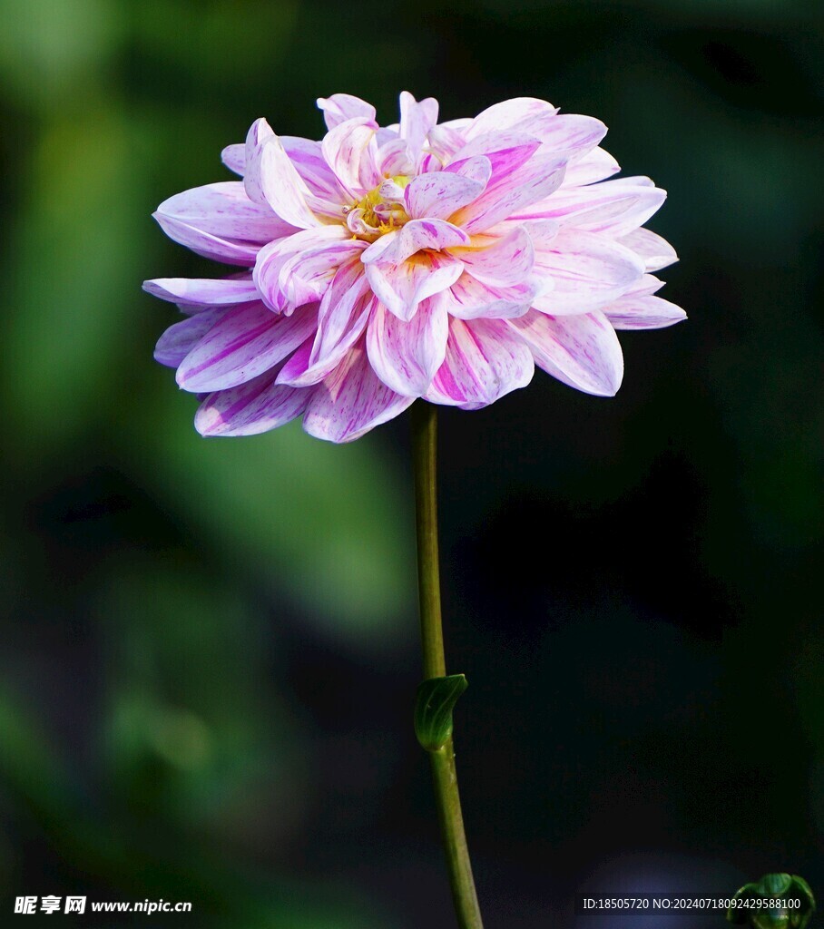 粉色花朵