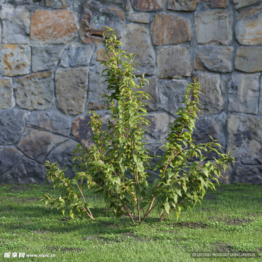 C4D模型 绿色植物