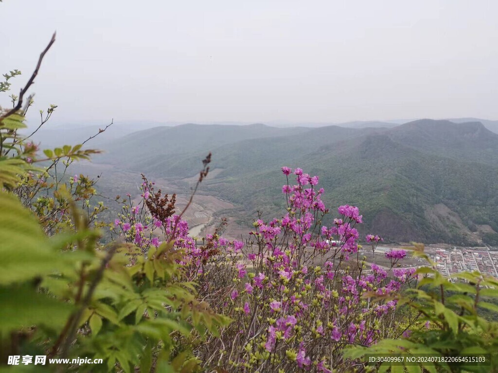 绿树映着花