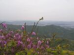 野山花