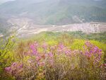 山野中的野花