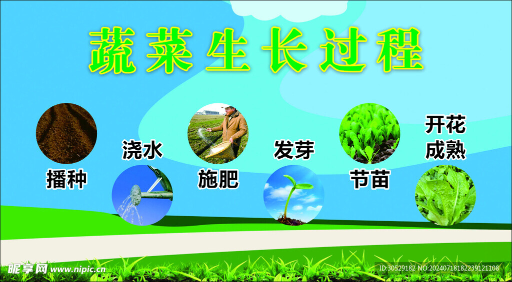 蔬菜生长过程