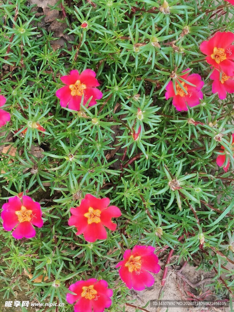 太阳花