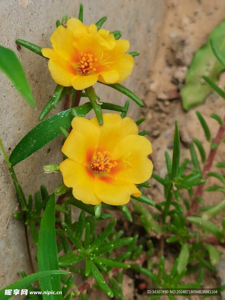 太阳花  