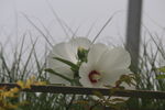 芙蓉葵