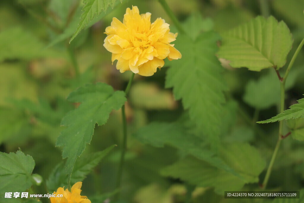 棣棠花