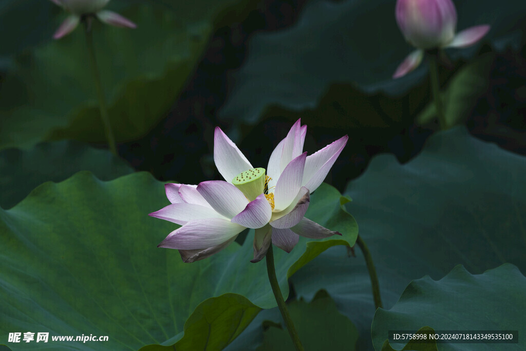 高清荷花