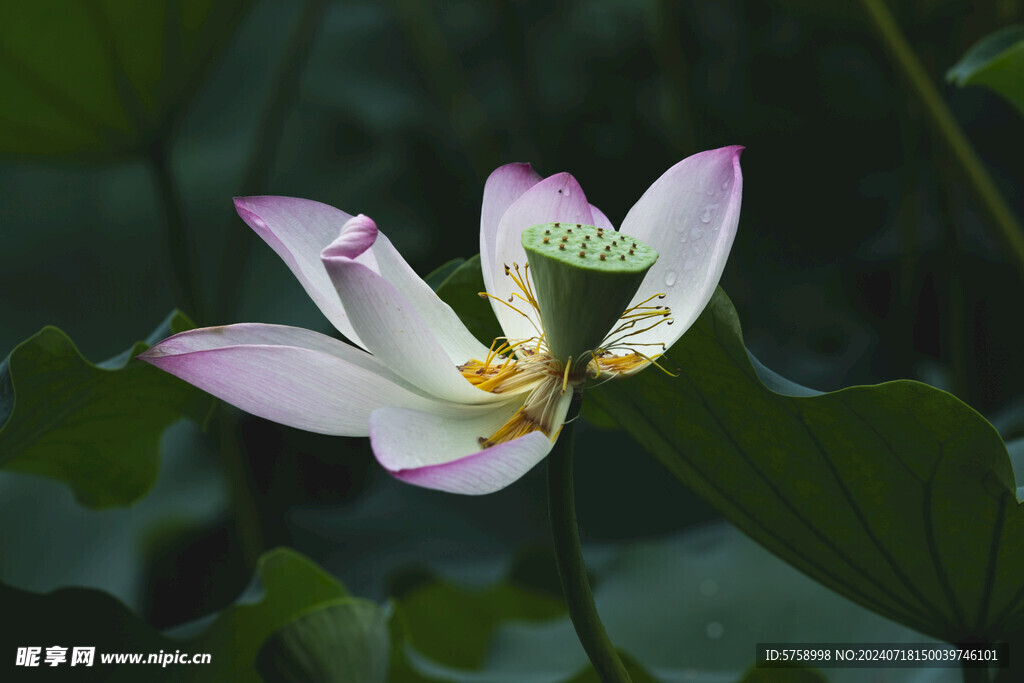 雨后残荷