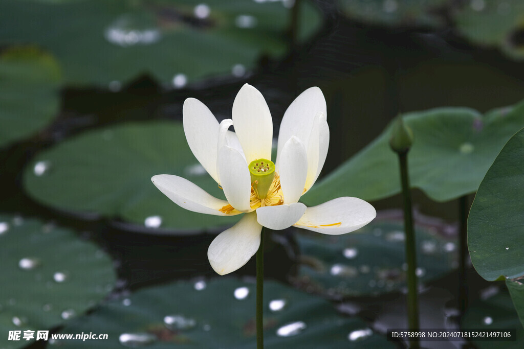 一朵白莲花