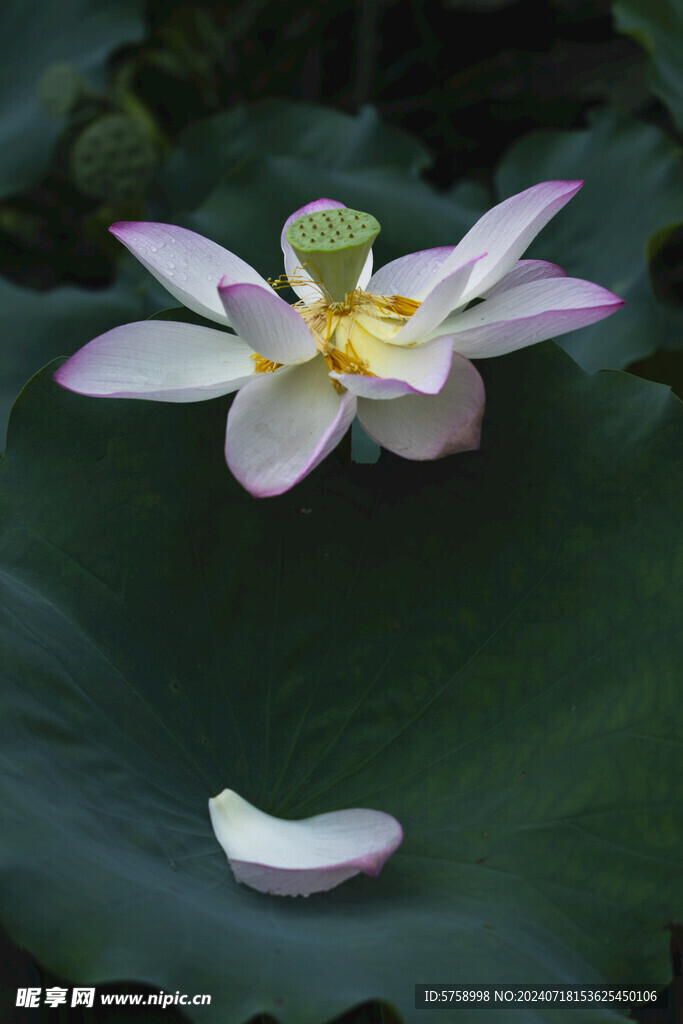 雨后荷花