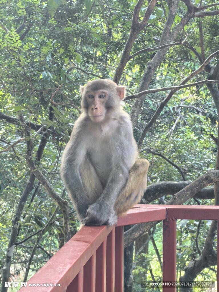  姑婆山猴子