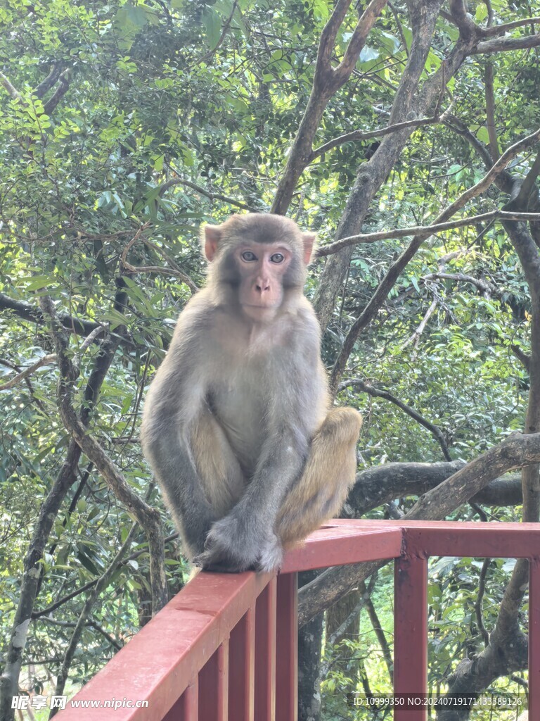 姑婆山猴子