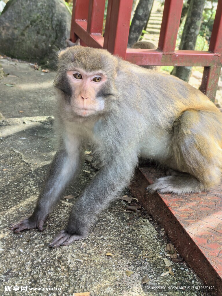  姑婆山猴子