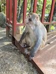  姑婆山猴子