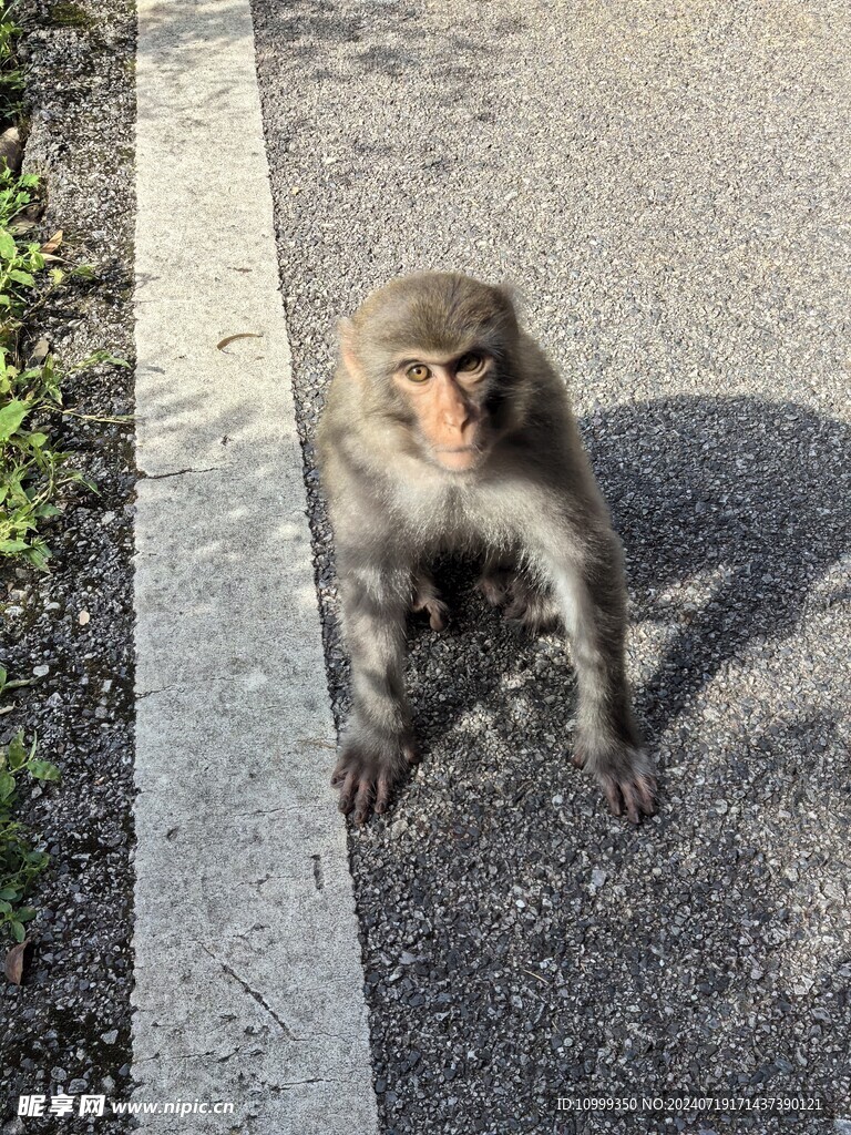  姑婆山猴子