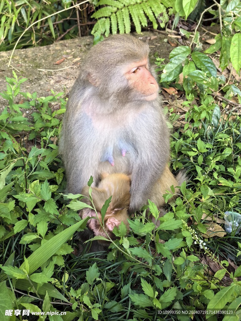 姑婆山猴子