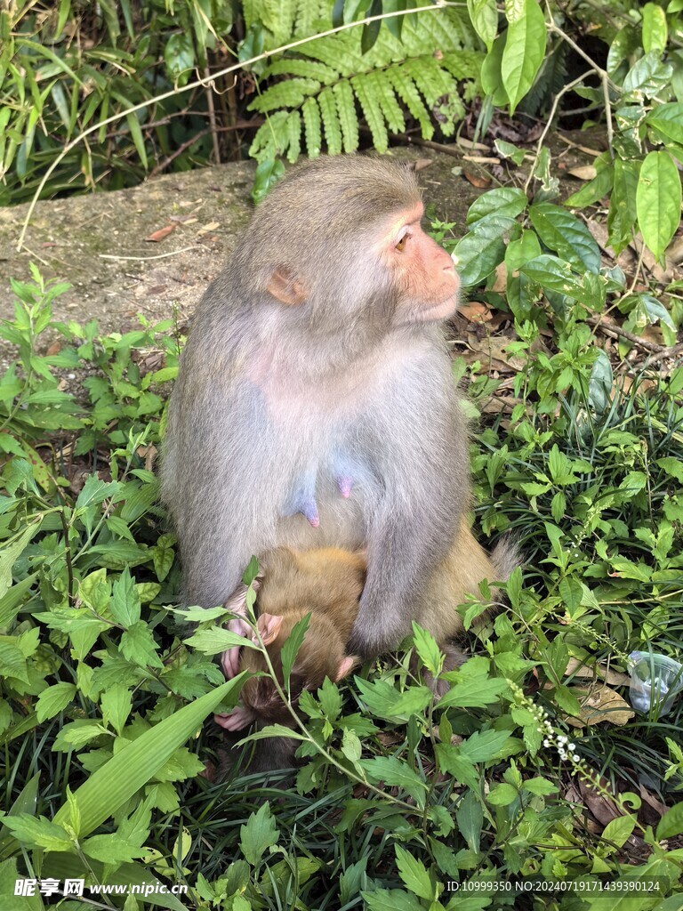  姑婆山猴子