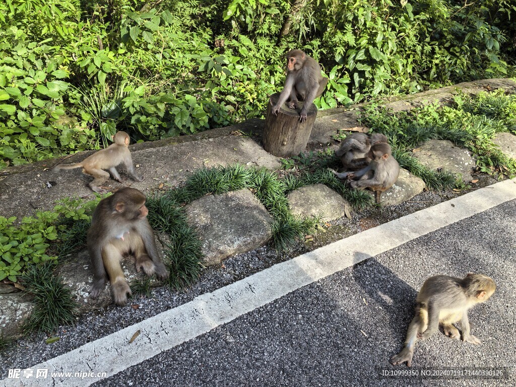  姑婆山猴子