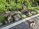  姑婆山猴子