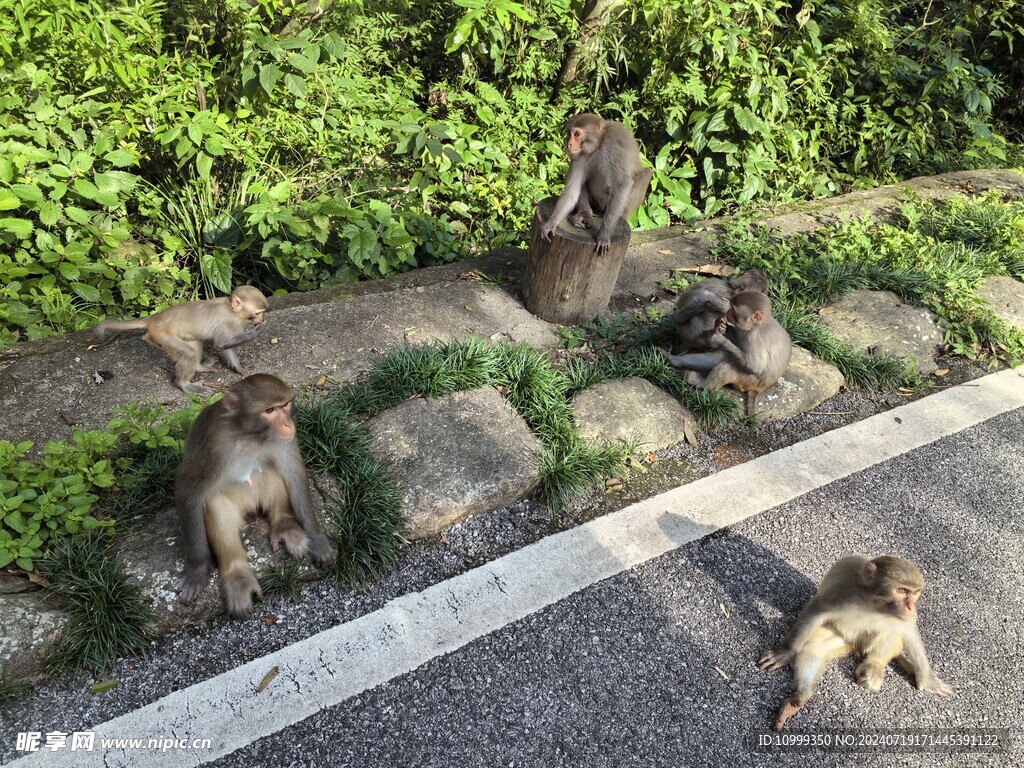  姑婆山猴子